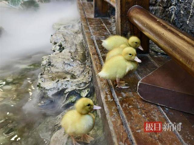 西安一商场用狮子“引流”遭质疑，小狮子、小马和羊驼已撤走