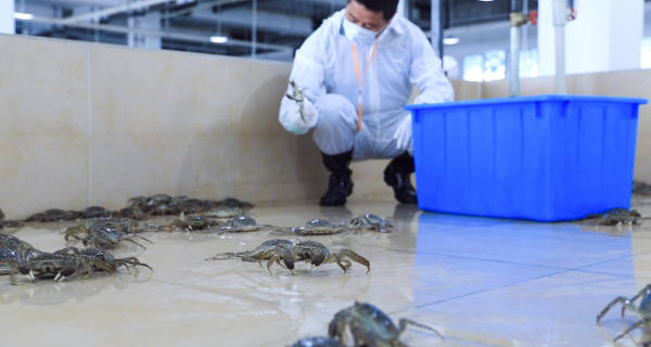 “洗澡蟹”“听涛蟹”阴影下,大闸蟹产业从产地之争迈向价值之战