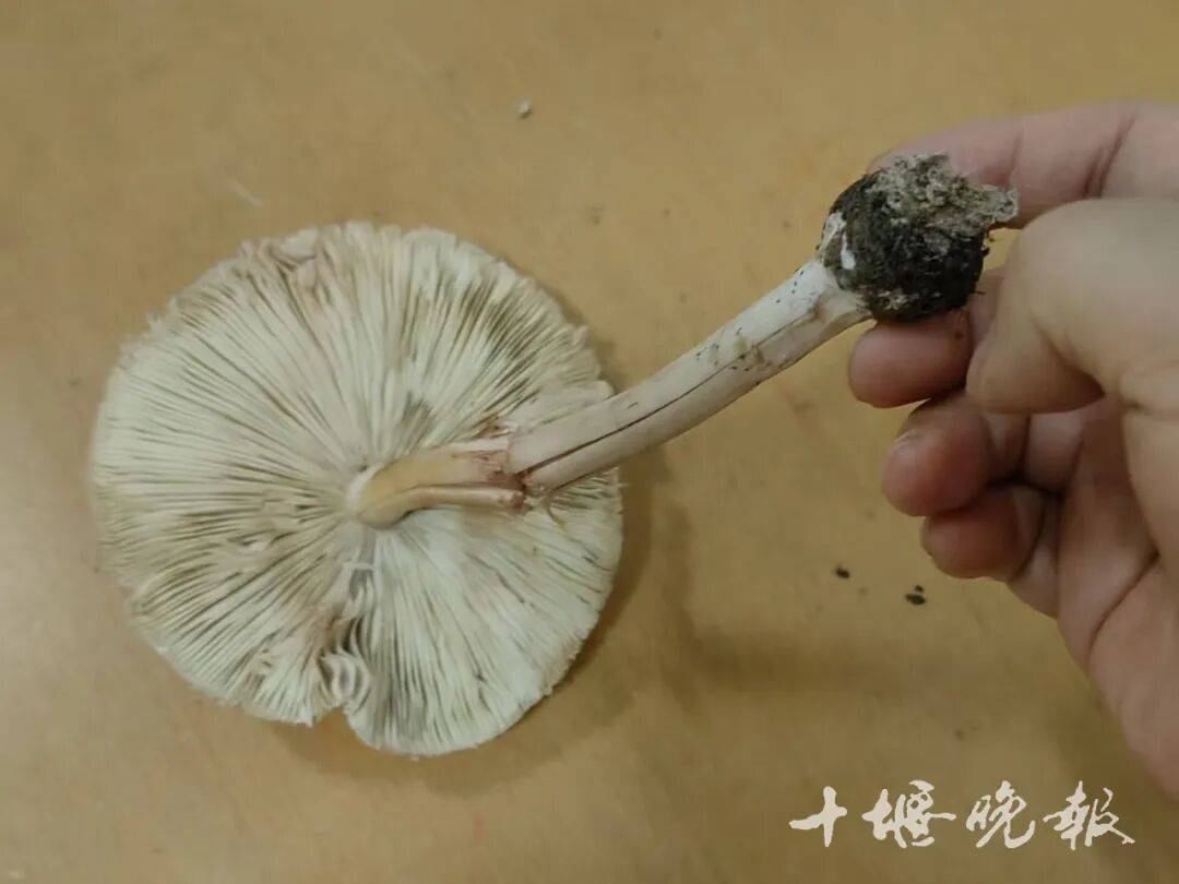 吃了这个，十堰10岁男孩进了PICU！全家多人中招……医生提醒