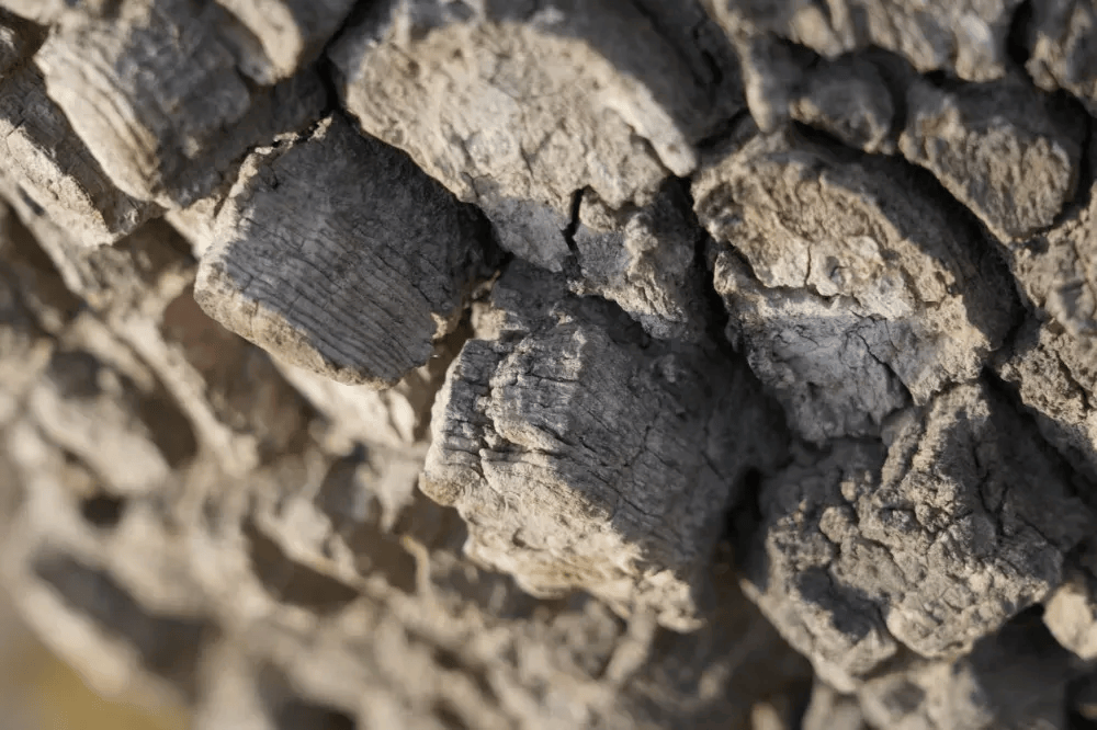 五百块从树农手里买走，数万、十几万卖到别墅区：一棵老柿树的奇幻漂流