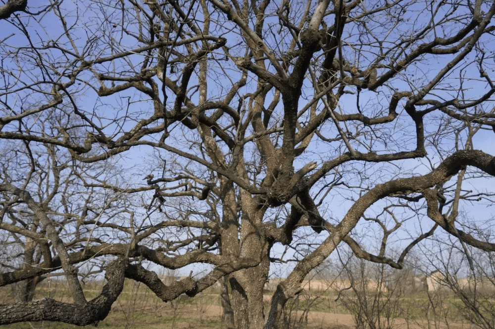 五百块从树农手里买走，数万、十几万卖到别墅区：一棵老柿树的奇幻漂流